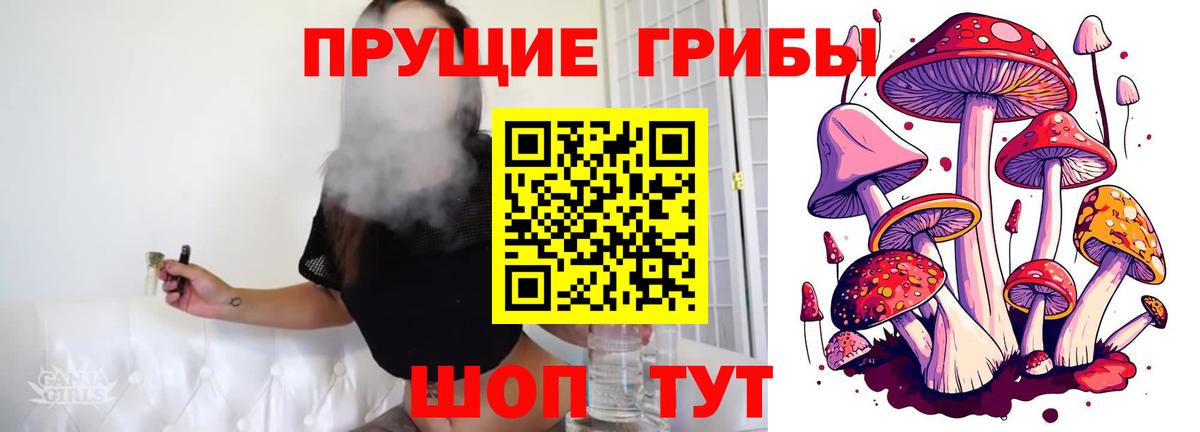 дарнет шоп  Вход с VPN  Новоалександровск  Галлюциногенные грибы Psilocybe  Псилоцибиновые грибы прущие грибы 